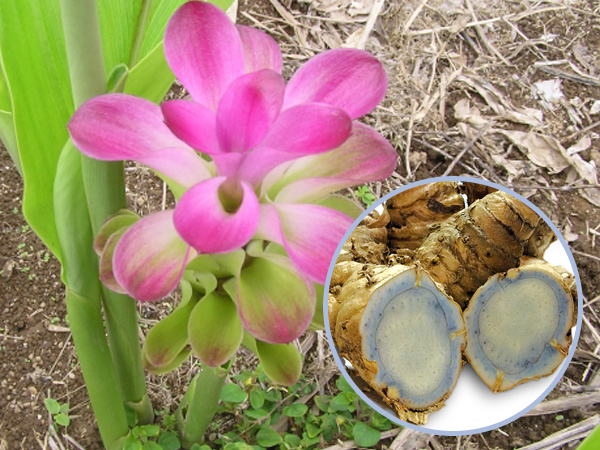 東海地域生物系先端技術研究会 読み物コーナー ～野菜の魅力～ ショウガの仲間