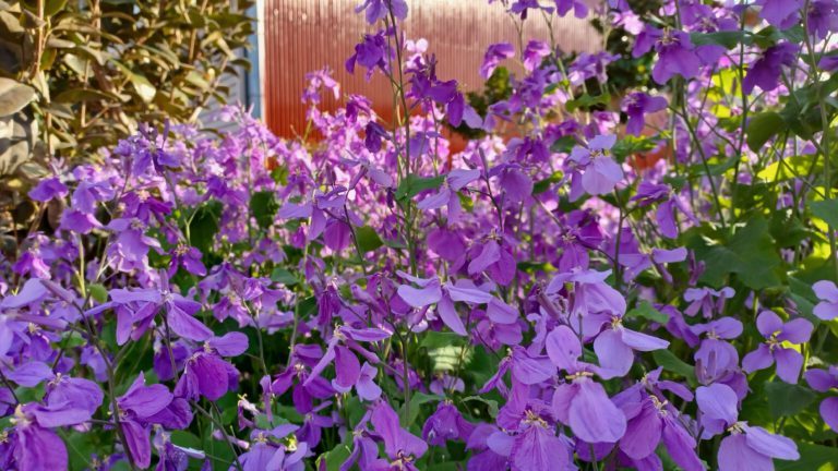 季節の花　ムラサキハナナ