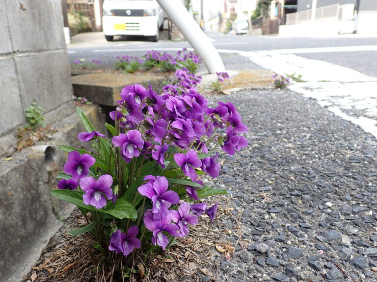 季節の花　Dendrobium harveyyanum