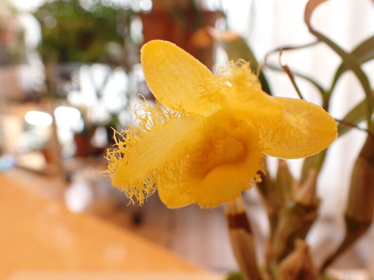 季節の花　アケビ